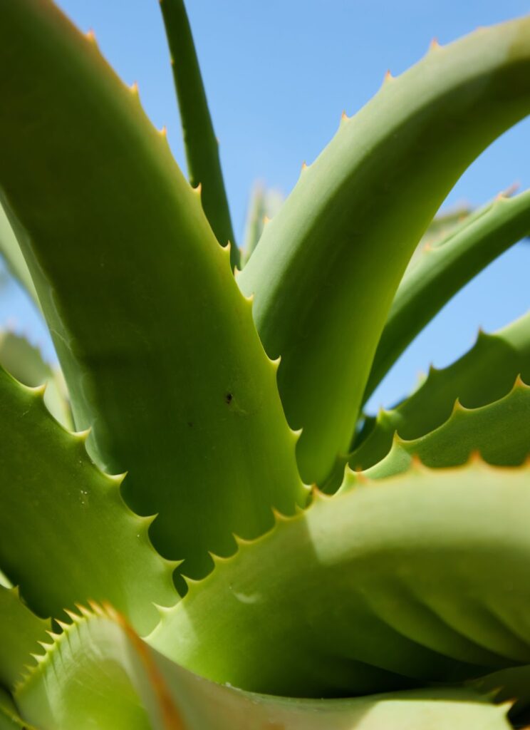 aloe vera