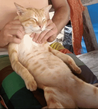 cat relax spa